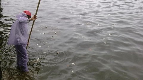 Hồ nước lớn nhất ở Hà Nội vẫn đang bị đe dọa từng ngày bởi rác thải, nước thải….