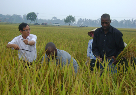 Sang Mozambique dạy nông dân trồng lúa