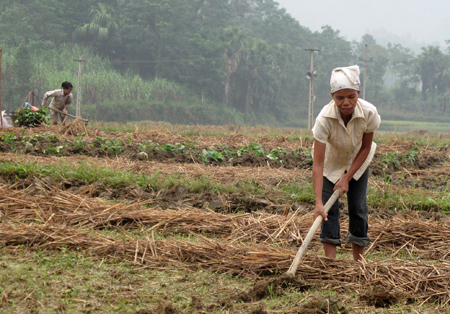 5 chính sách thay đổi nông nghiệp Việt Nam