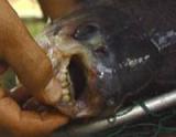 Bắt được con cá có hàm răng người
